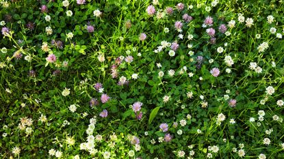 A birds eye view of a clover lawn with green clovers and white and purple flowers dotted around it