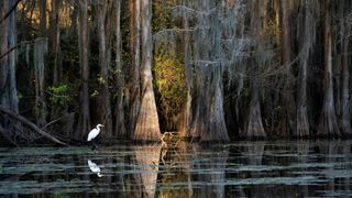 Louisiana birds