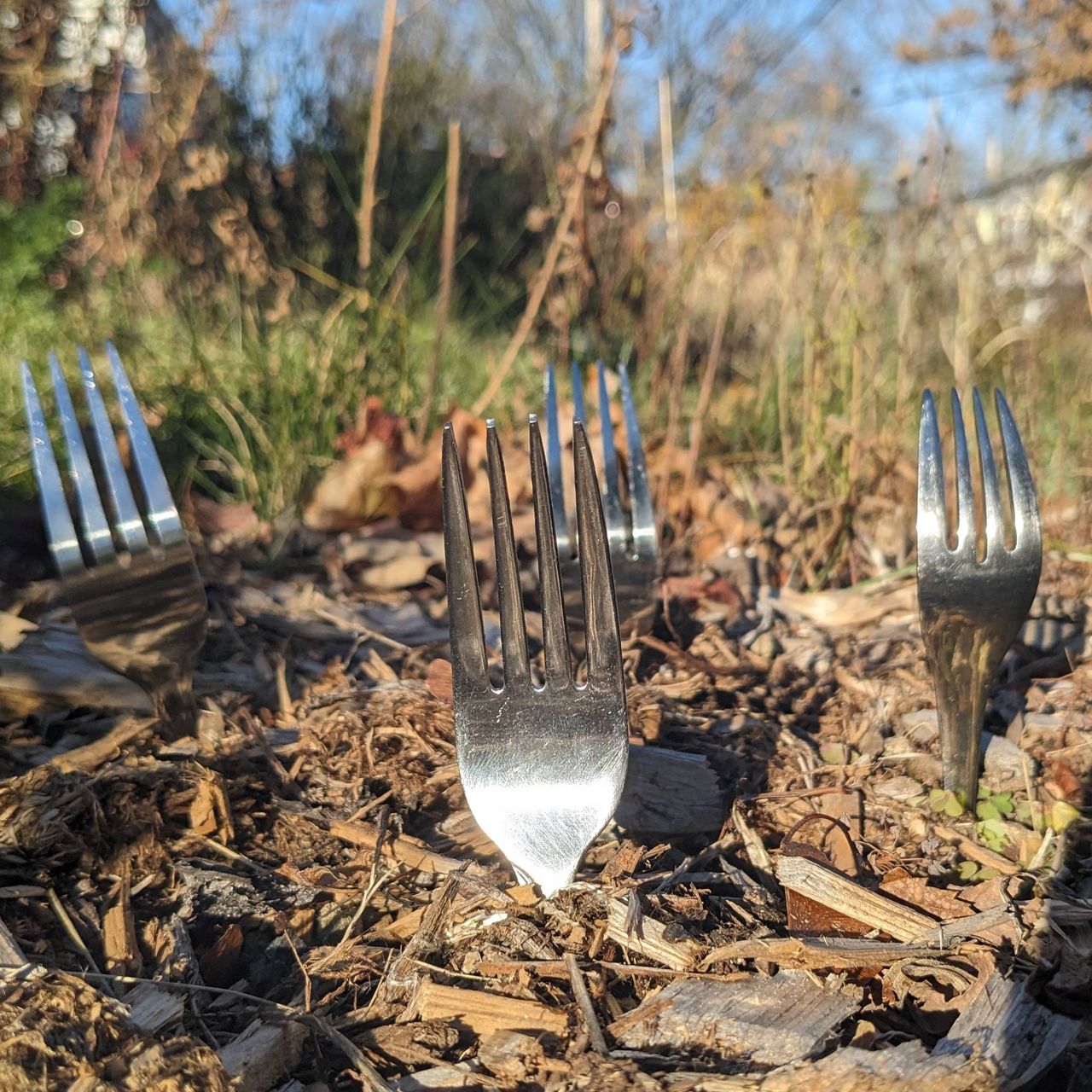 Four forks sticking out of the ground in a garden