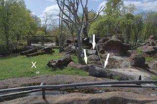 Various hiding spots at the zoo where the chimpanzee Santino hides his stone projectiles.