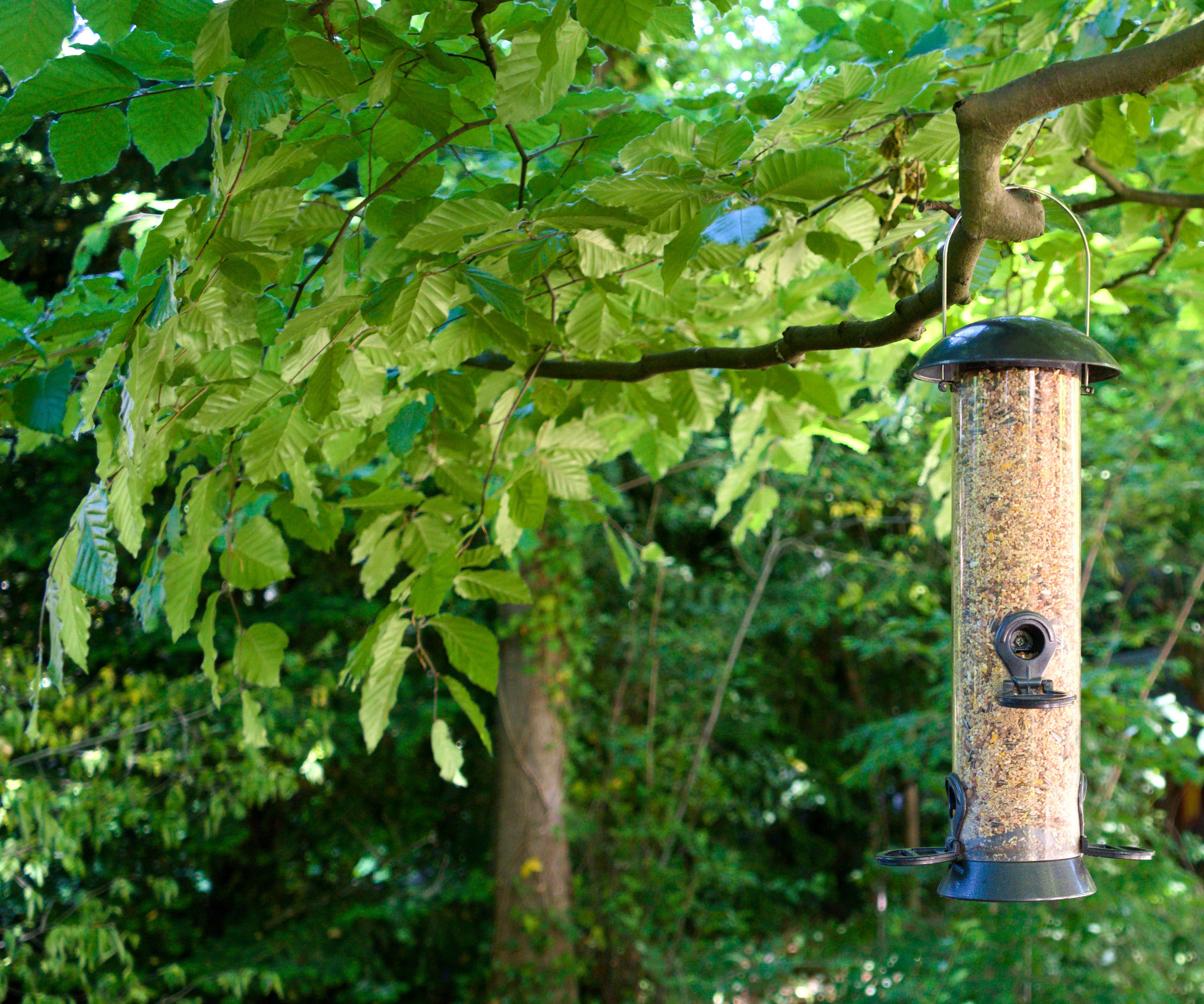 clean bird feeder hanging in tree