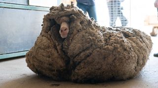 Nicknamed Baarack, the rescued sheep had a densely matted coat that grew unchecked for years.