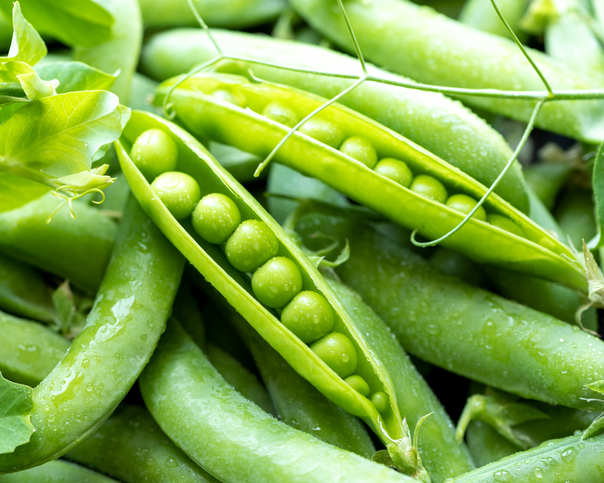 Open green pea pods closeup, background.