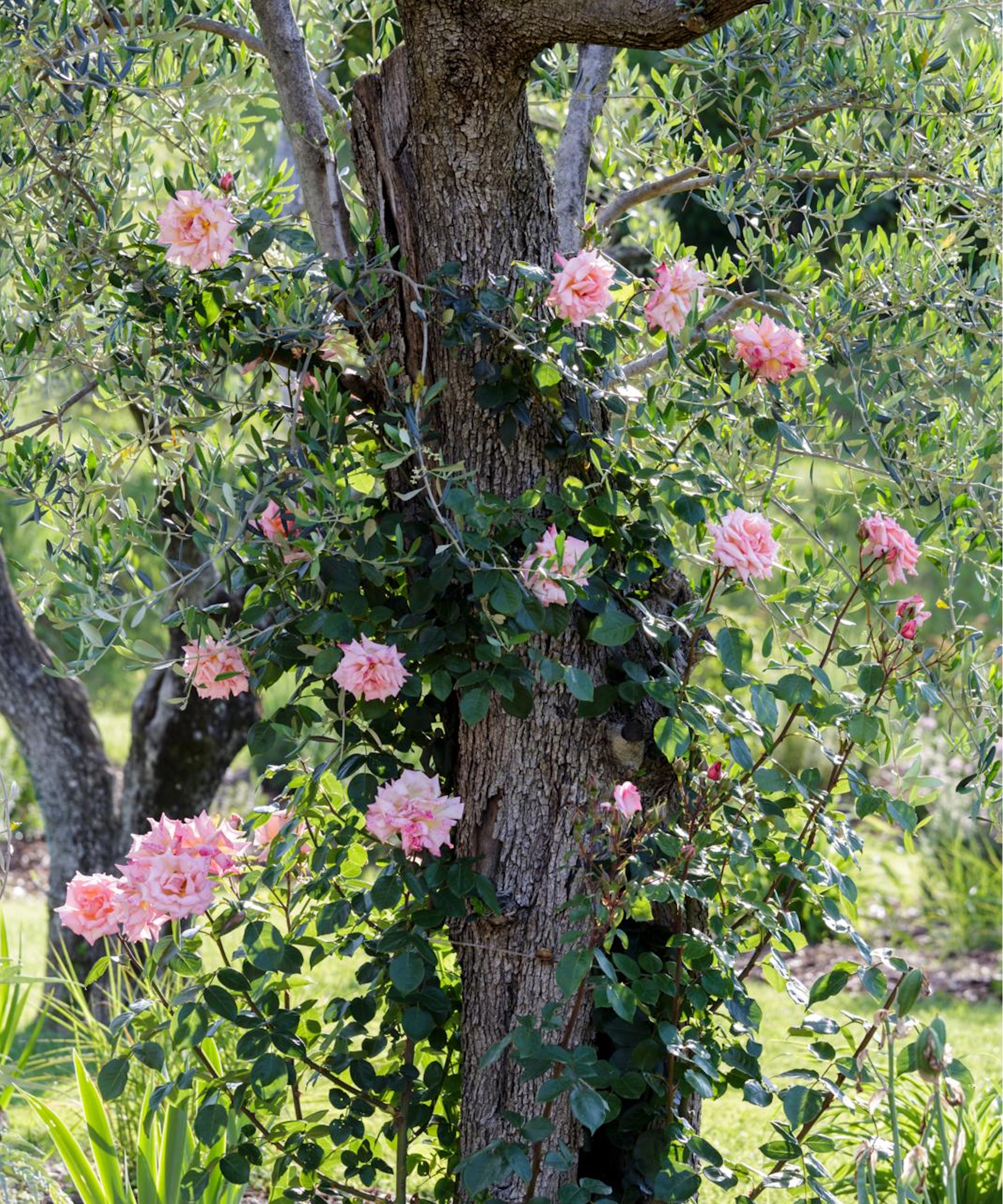 Climbing pink rose on tree