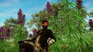New World - A player poses with one knee raised in a patch of purple hemp plants.