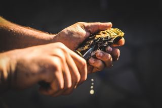 oyster, shucking, shuck