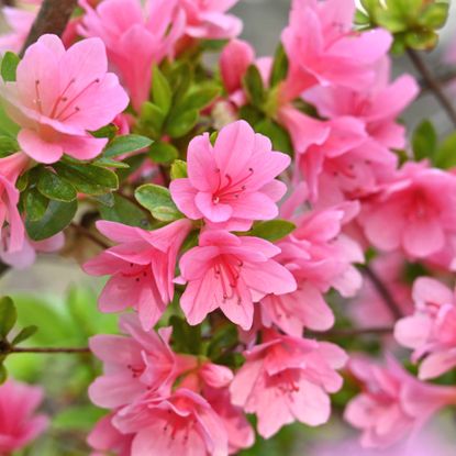 Propagating azaleas can fill a garden for free