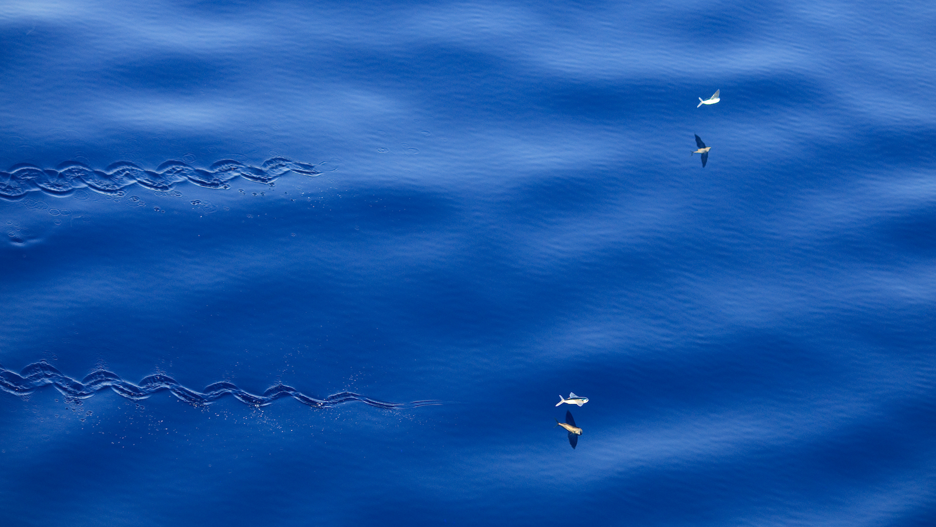 Aerial view of two flying fish gliding above water.