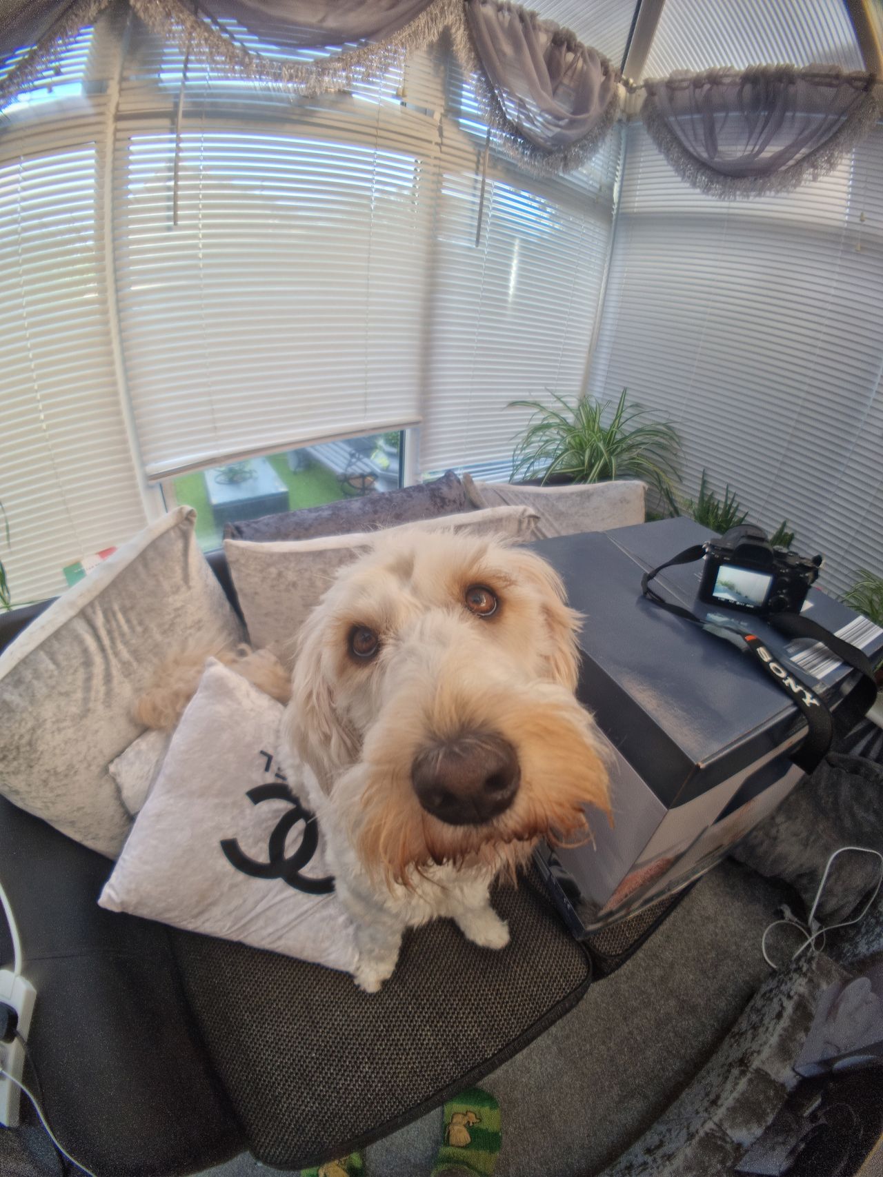 Moment Fisheye Lens Review