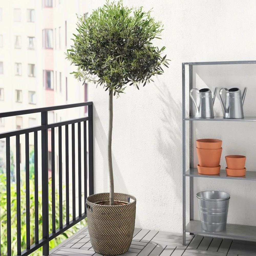 potted olive tree on a balcony