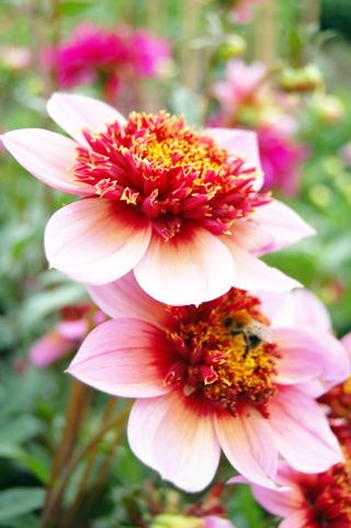 close up of pink dahila flower