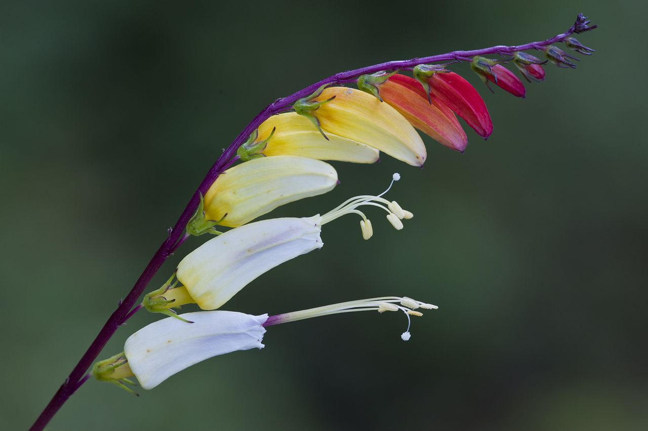 Firecracker Fine - Ipomoea lobata, flower with red, yellow and white petals