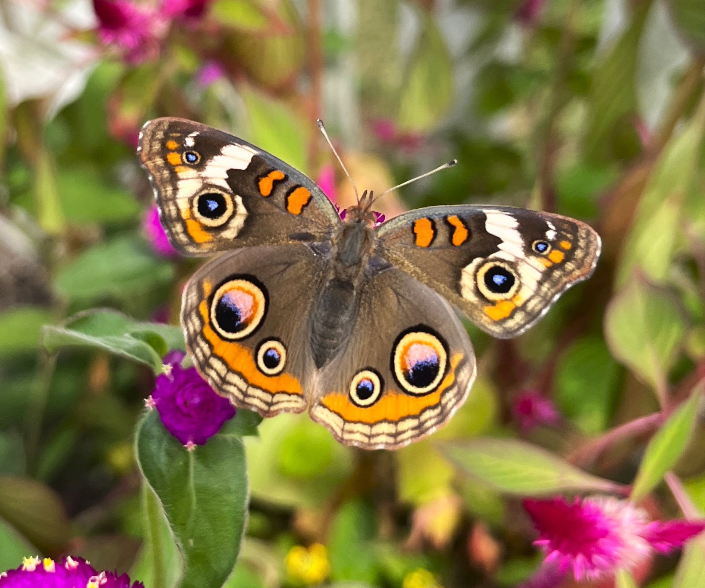 Photo of a common buckeye butterfly resting on an amaranth flower with its wings spread