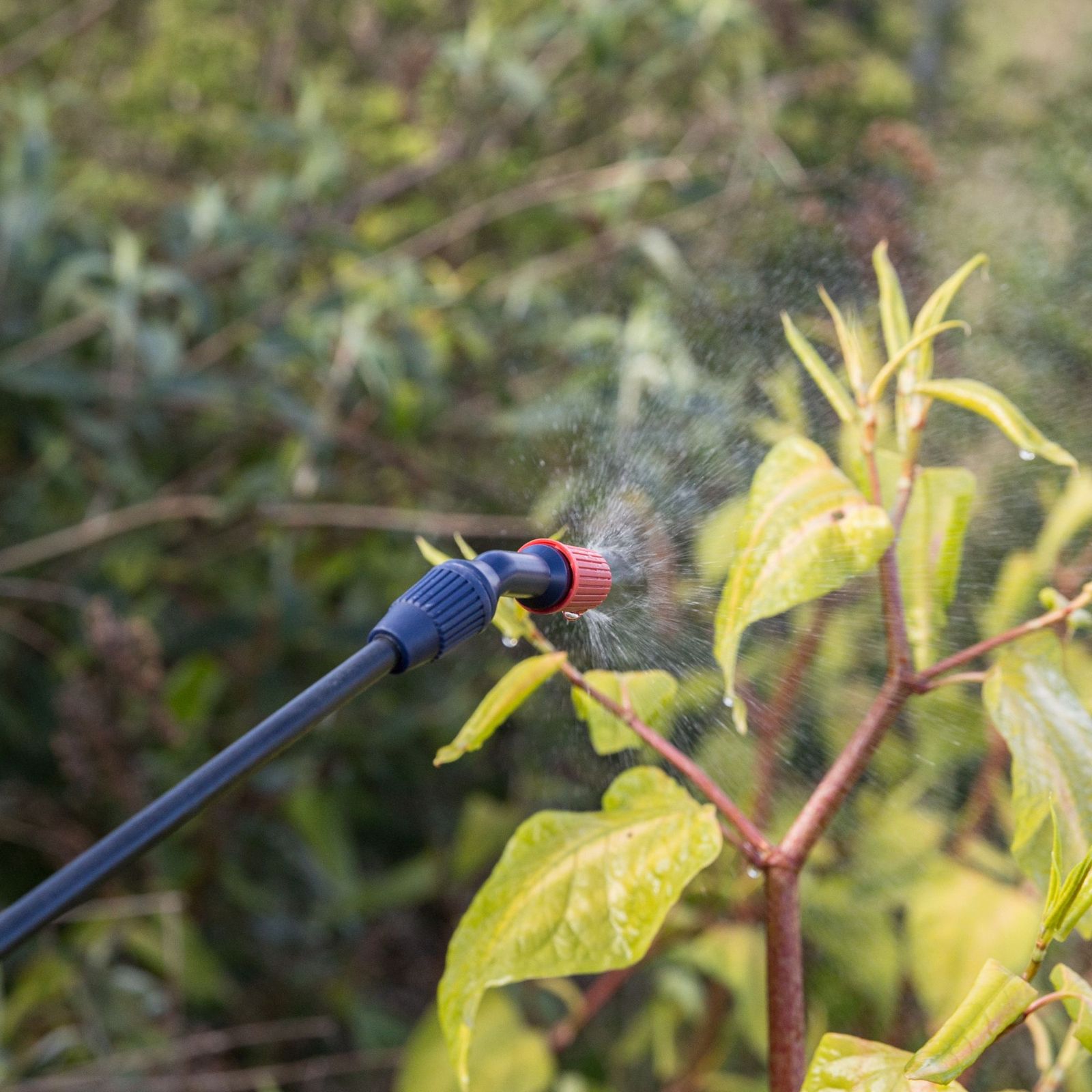 How to get rid of Japanese knotweed properly | Ideal Home