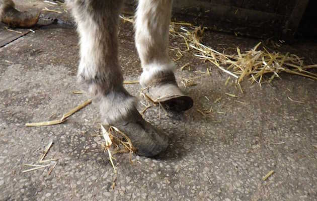 Poordonkey2.jpeg