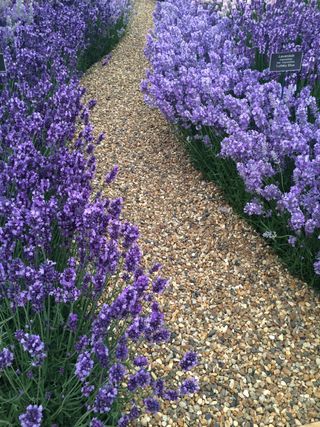 garden path leading through lavender hedges