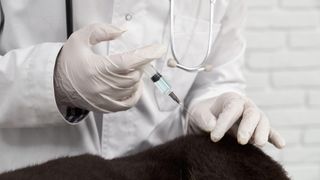 Vet giving injection to black dog