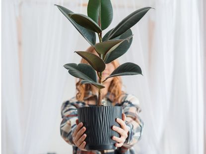 Person Holding A Potted Houseplant