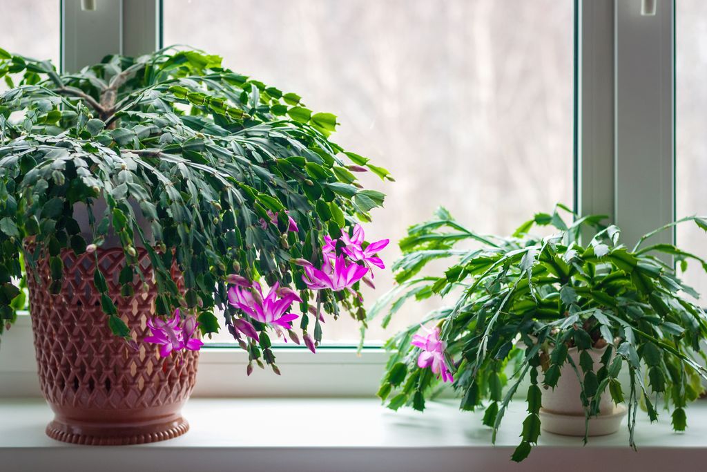 When to Fertilize a Christmas Cactus — Here's What You Need to Do ...