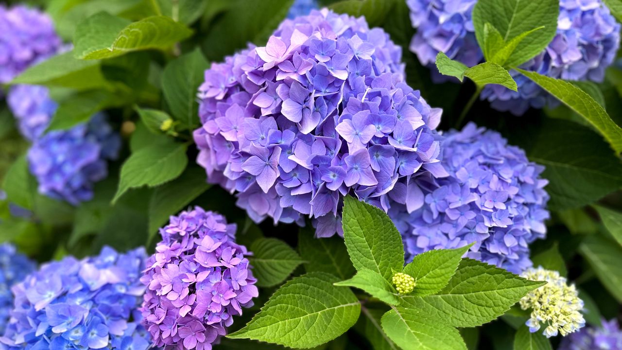 Close up of purple and blue mophead hydrangea blooms