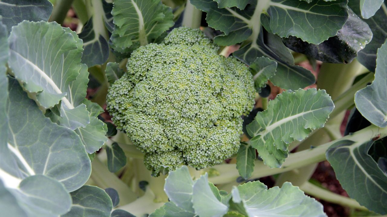 How to grow calabrese our green broccoli planting guide GardeningEtc