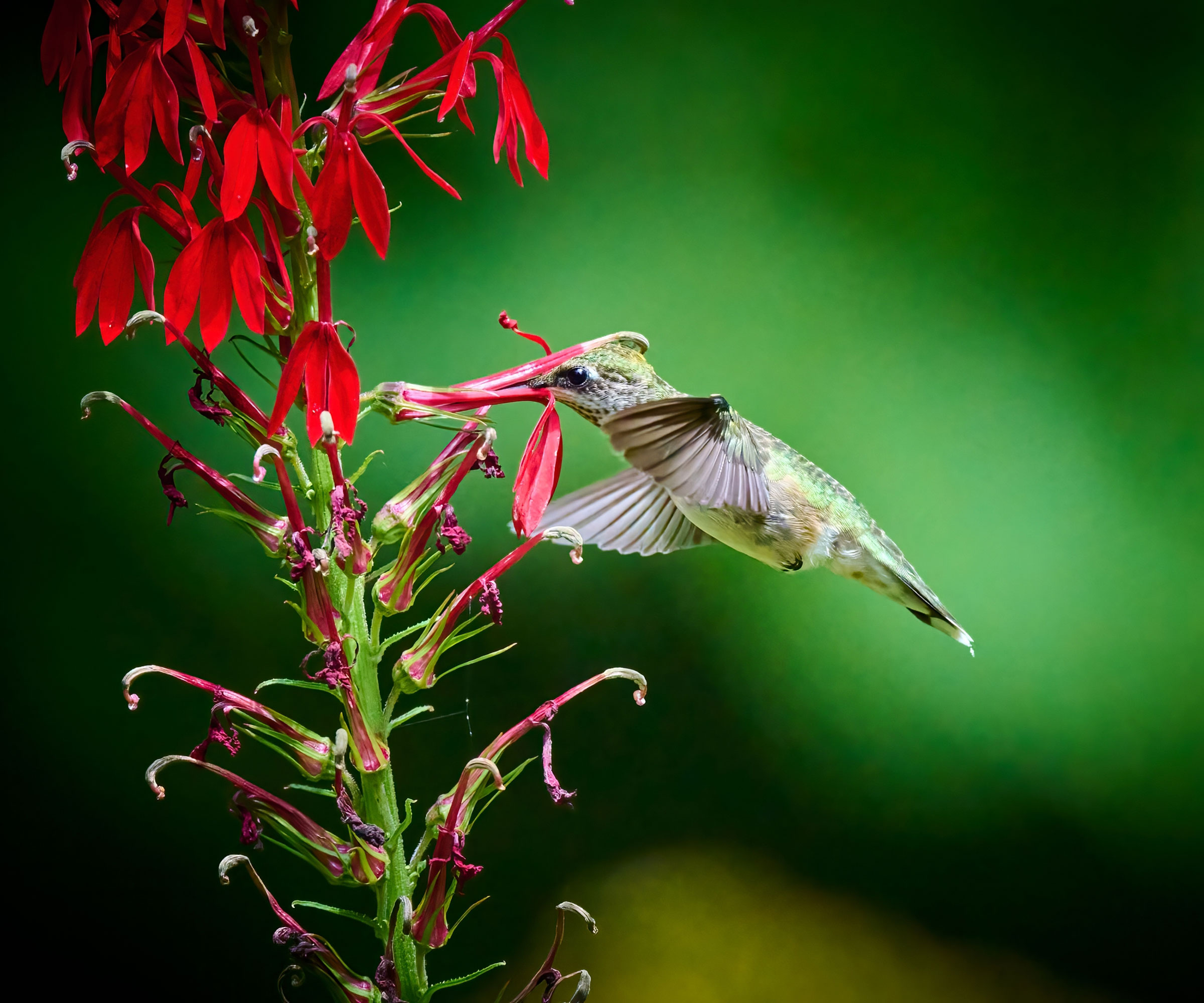ruby throated hummingbird visiting red cardinal flower