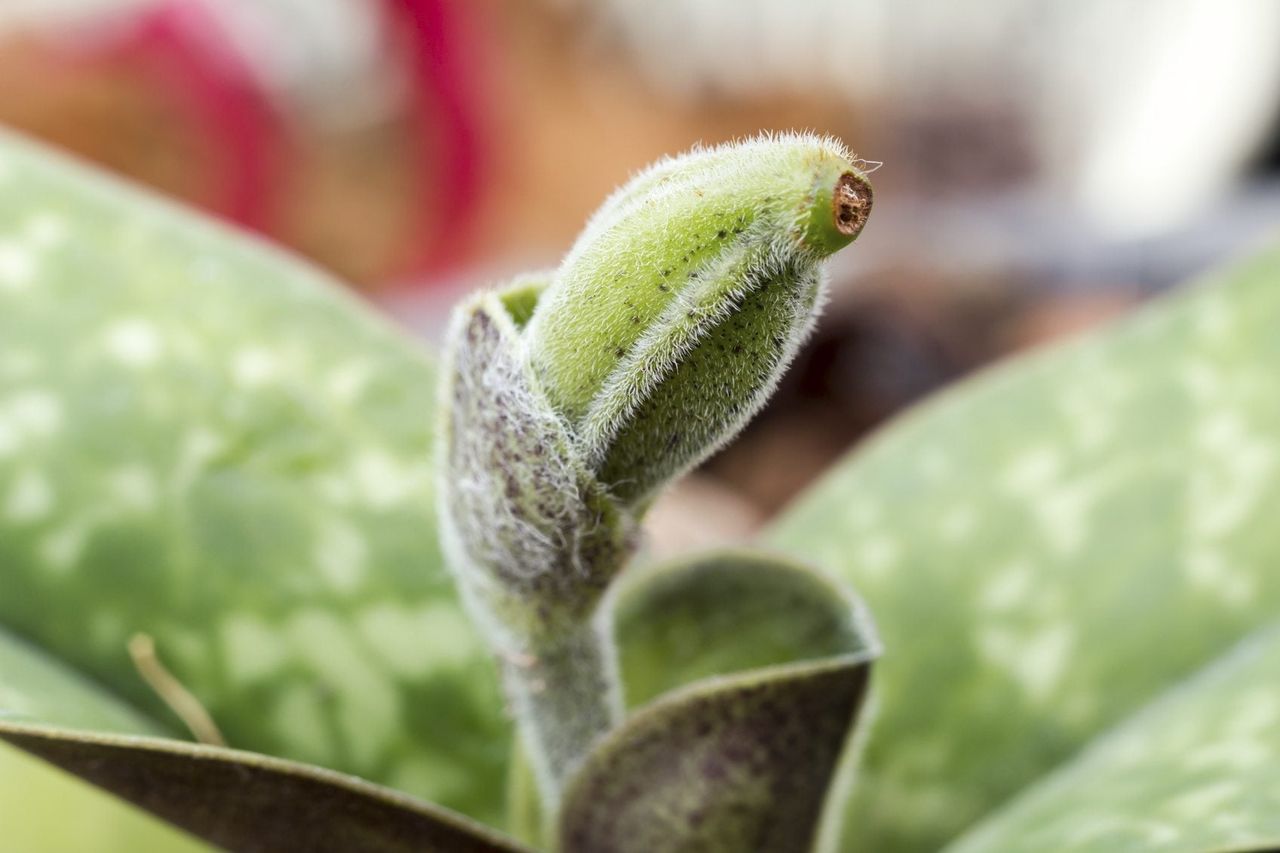 lady slipper seed