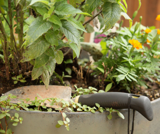 container gardening with vegetables