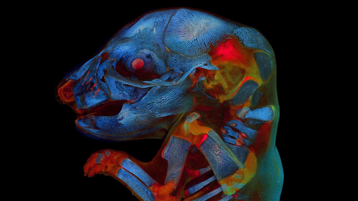 A stunning image of a 21-day-old rat fetus was the big winner of Olympus&#039; annual photo contest.