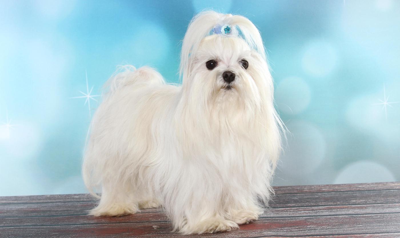 Maltese, a low-shedding dog breed