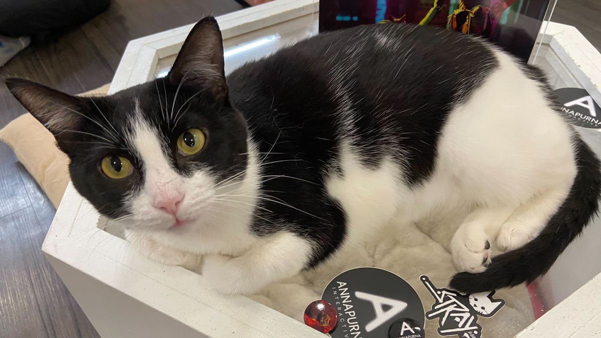 Stray Cat Cafe