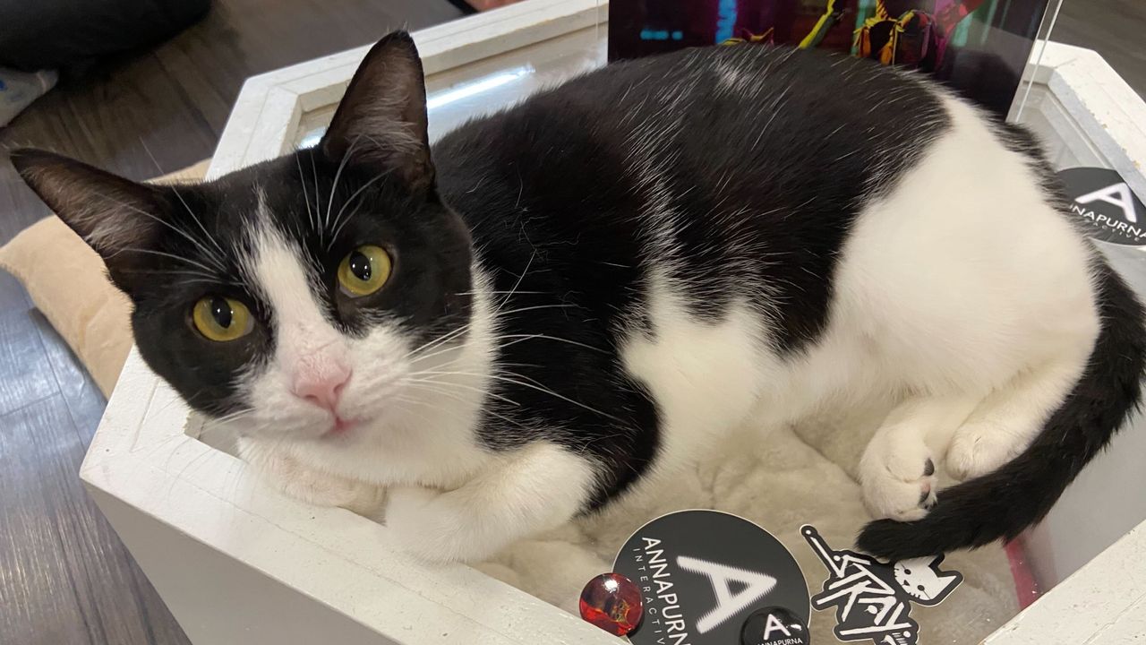 Stray Cat Cafe