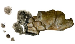 This is the 3.32-million-year-old Australopithecus afarensis foot from Dikika, Ethiopia, superimposed over a footprint from a human toddler.