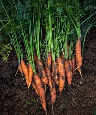 Carrots in the dirt