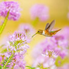 hummingbird visiting flower