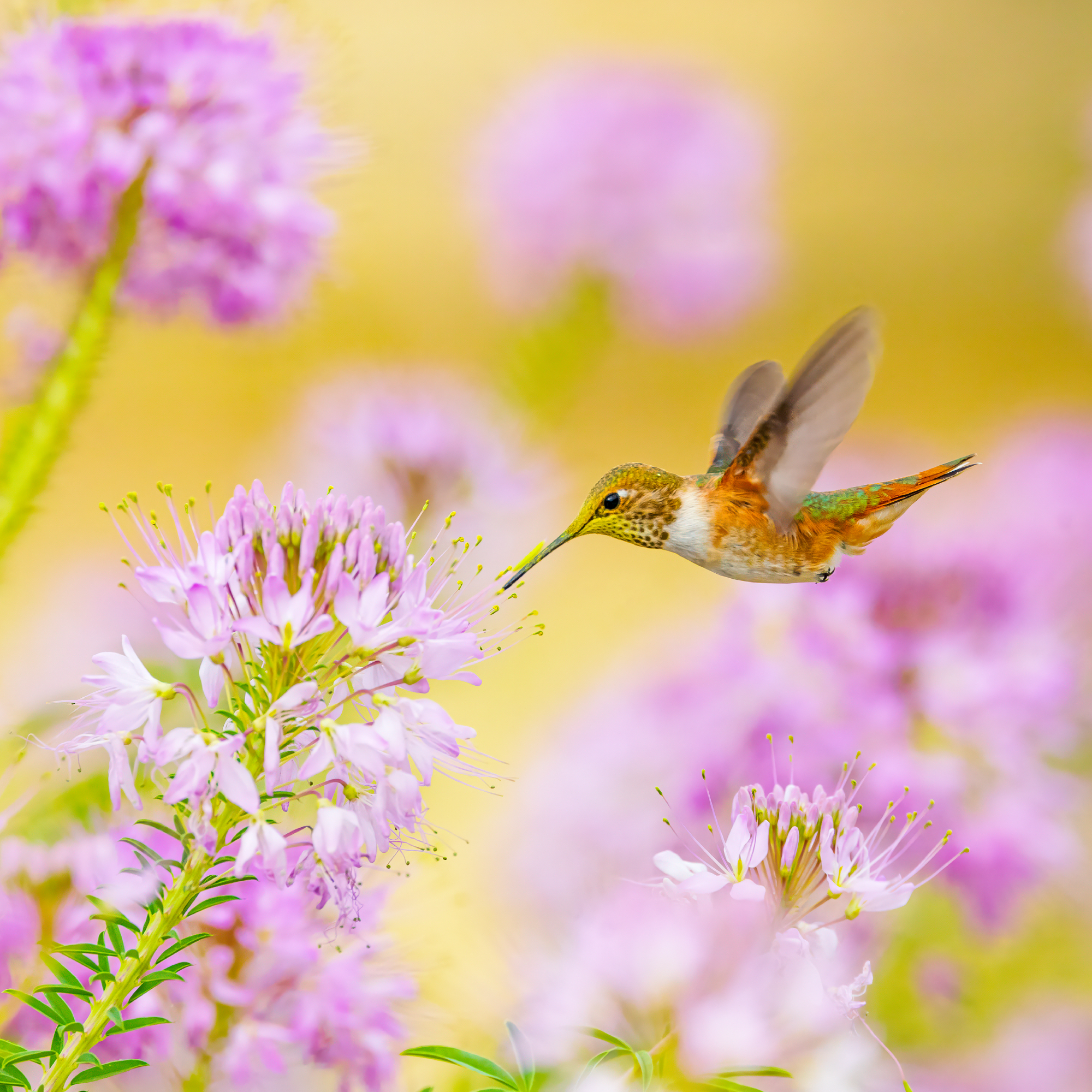 hummingbird visiting flower