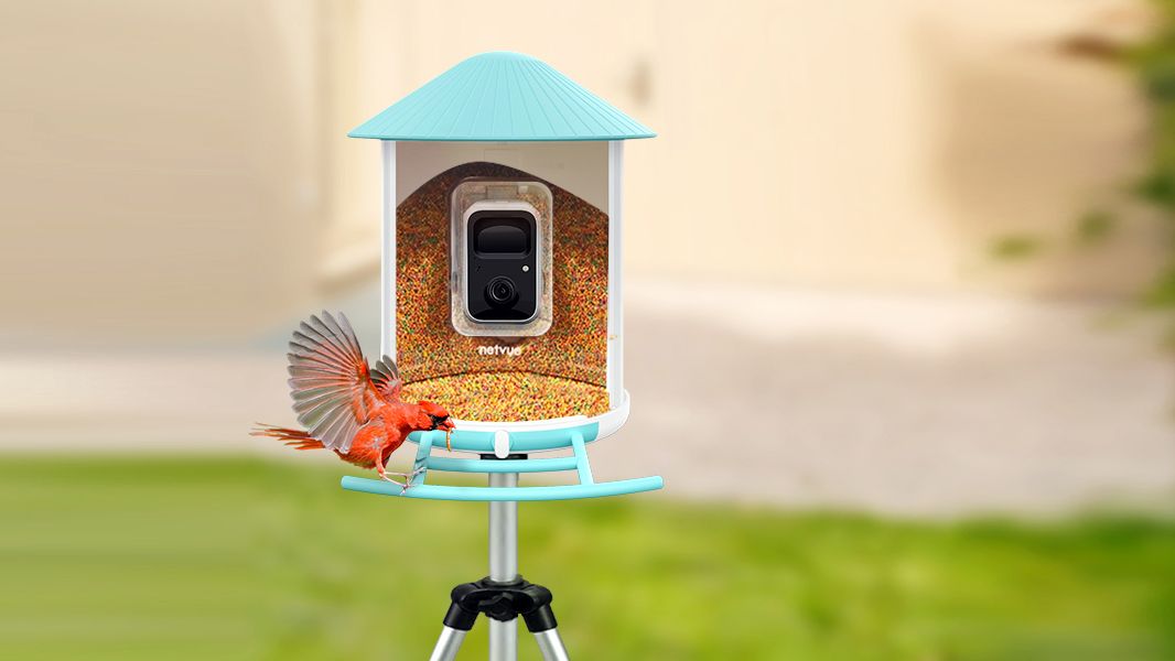 Bird Feeder with Mini IP Camera - Green Backyard
