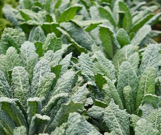 Kale in the vegetable garden