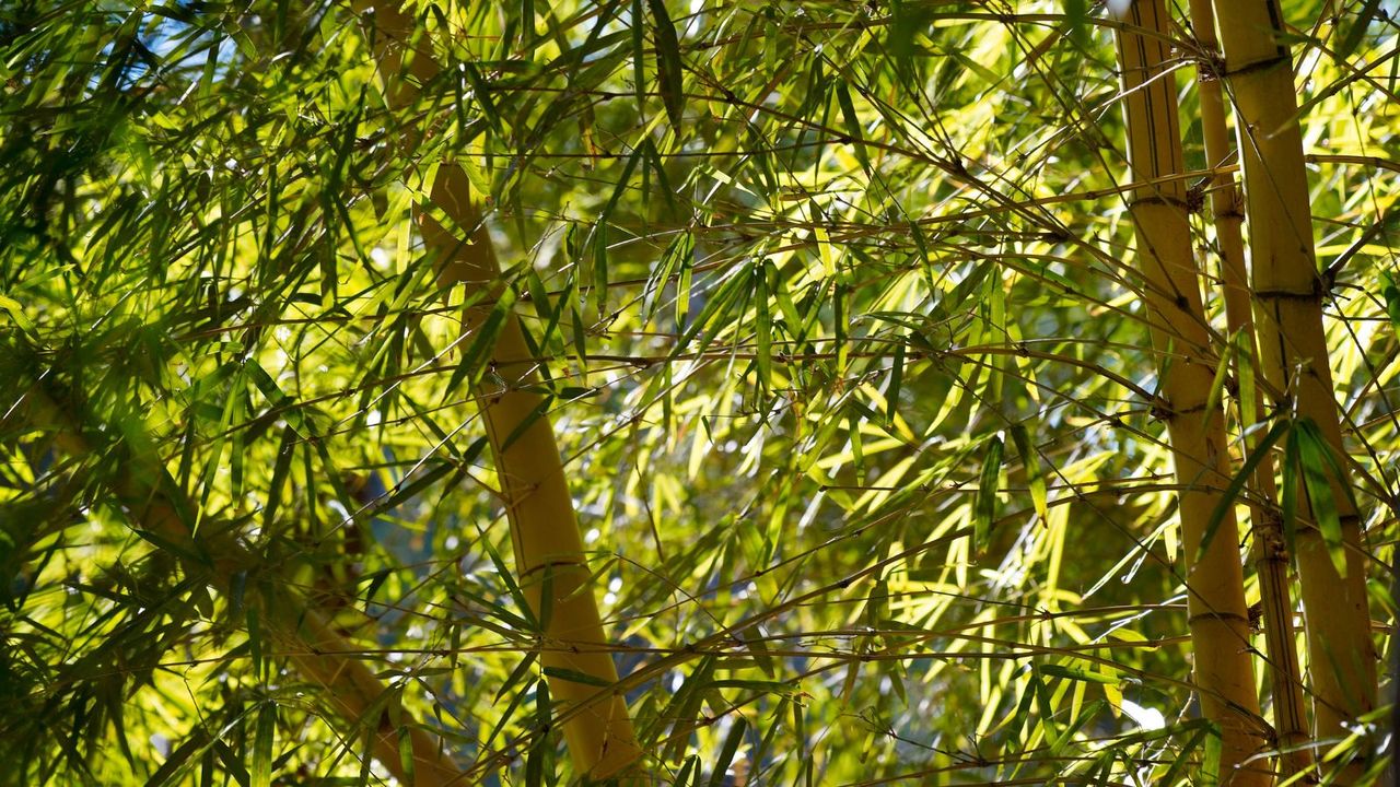 A light green bamboo plant