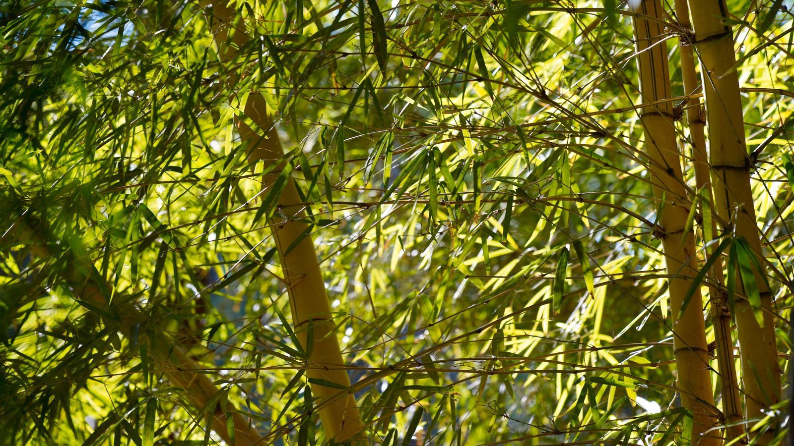 how-to-cut-bamboo-for-immaculate-perennial-plants