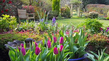 Wildlife garden with pink tulips, wooden bench 