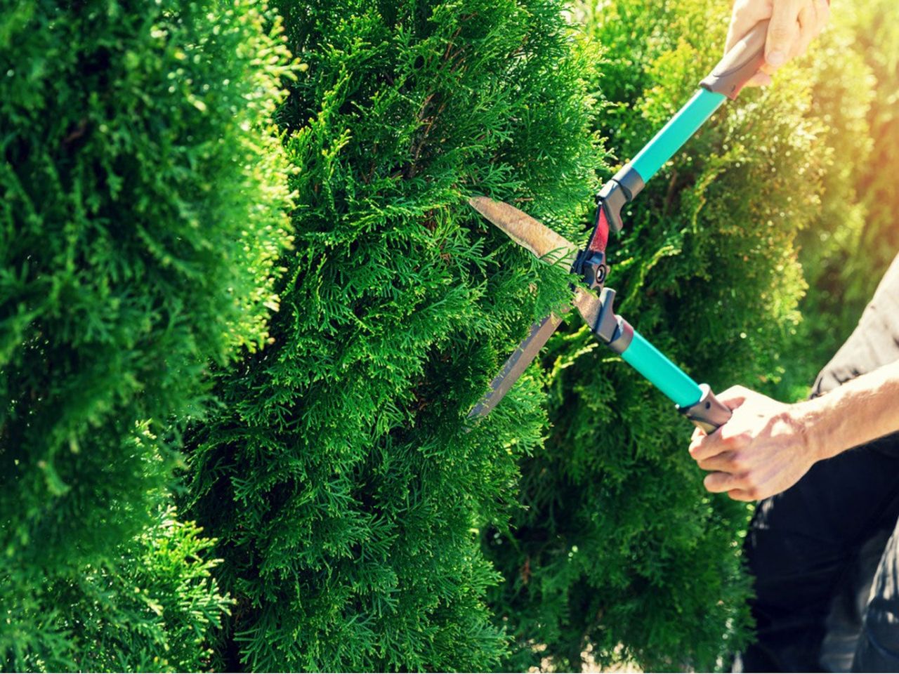 Pruning Of Coniferous Trees