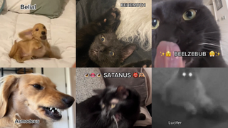 Screenshots from TikTok of different pets with Ghost lyrics over the top