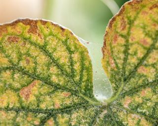 Visible cobweb, eggs, excrements and spider mites on yellow infected leaves of cucumber