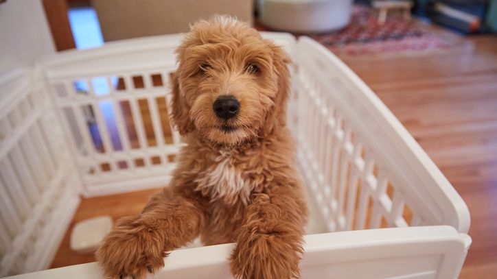 how long can you leave a puppy alone in a playpen