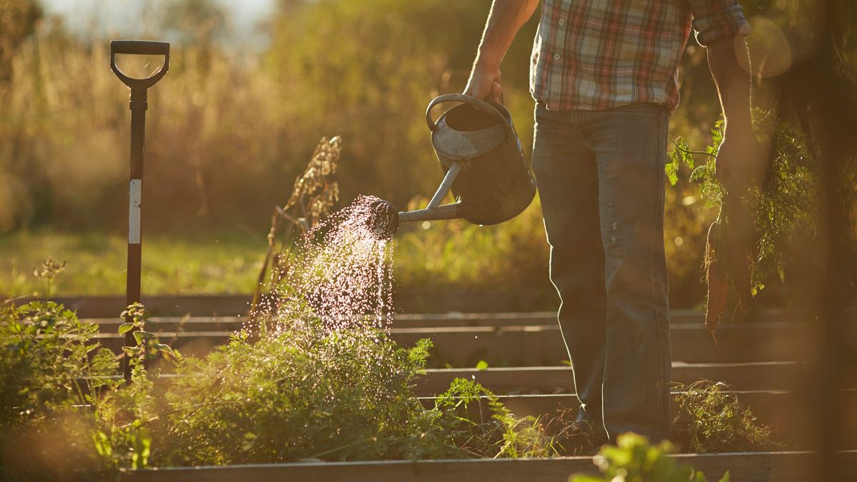 8 choses à faire et à ne pas faire pour arroser les plantes par temps chaud