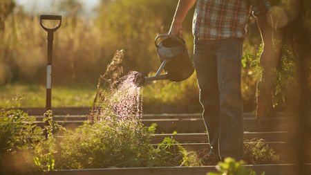 Watering plants with a watering can during hot weather