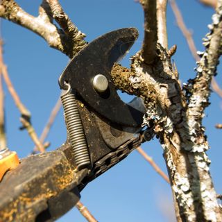 Pear tree being pruned