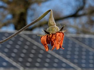 A Mexican sunflower killed by frost