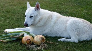 White dog sat next to two onions that have just been harvested